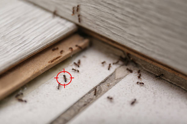 Best Ant Control Services  in Nice, CA