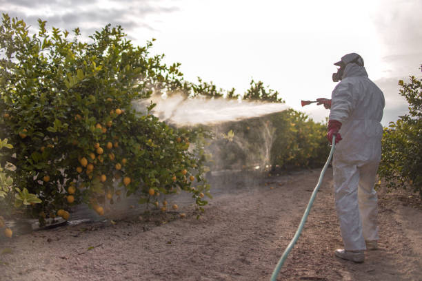 Best Local Pest Control Services  in Nice, CA