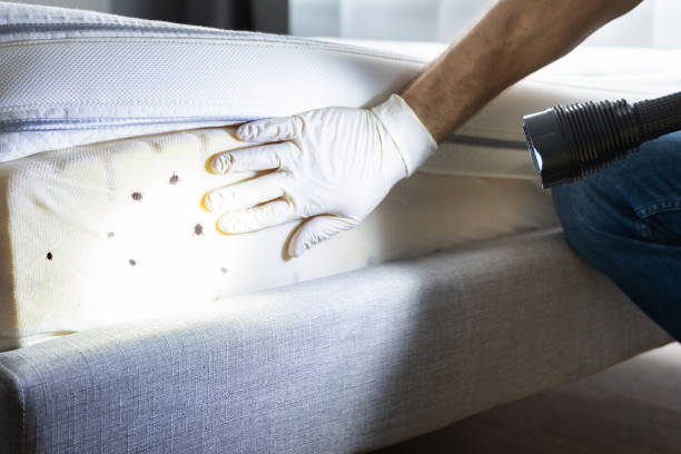 Best Flea Control Services  in Nice, CA