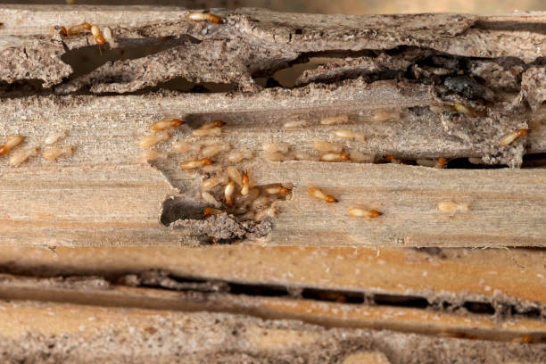 Best Best Pest Control Companies  in Nice, CA