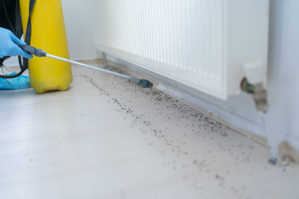 Best Termite Control Services  in Nice, CA